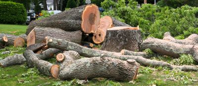 Tree Cutting Services