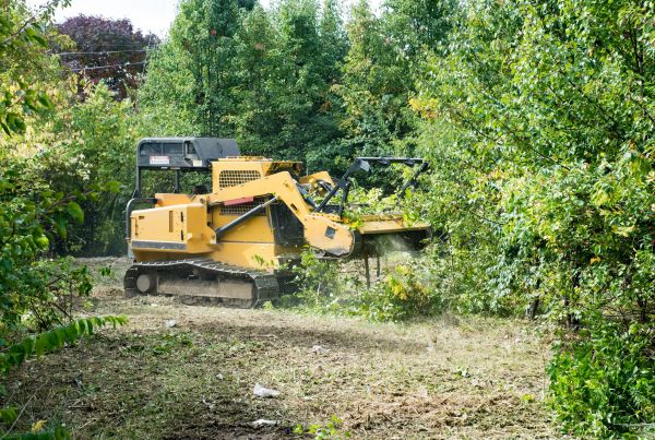 Pathway Clearing in Honolulu
